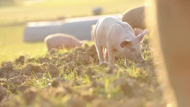 Free range domestic pigs eating on a meadow in an organic meat farm