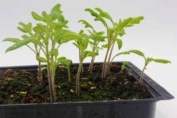 tomato plant seedlings with small green leaves in soil and a growing tray isolated on a white background