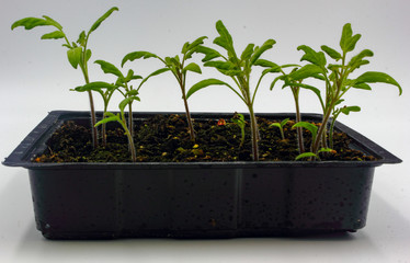 tomato plant seedlings with small green leaves in soil and a growing tray isolated on a white background
