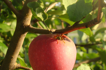 Insect pest wasp eating fruit in the garden