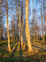 birch grove in spring, early morning, on the ground long shadows of trees, the first green grass and flowers