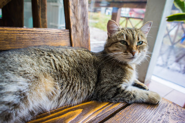 Cute cat lying on a wooden table. Pets and mammal concept.