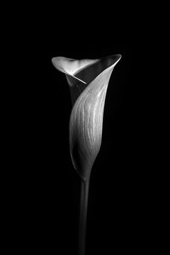 Calla Lilly black and white photo. Minimalism style. Black and white photo. 