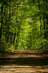 Obraz premium sandy path in the forest vertically