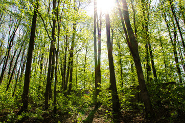 
panorama of trees under the sun