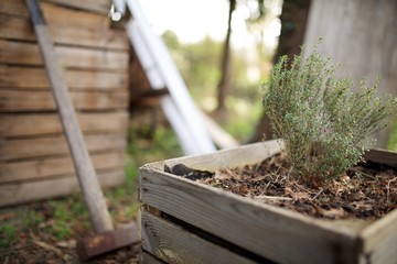 thyme growing in organic wooden container