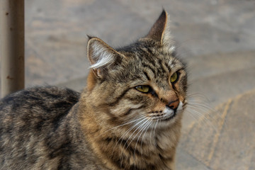 Fototapeta na wymiar Portrait of furry street cat close-up.