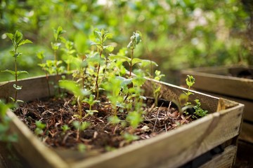 herbs growing in wood container