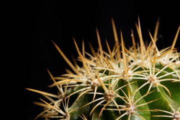 Close up cactus yellow thorns on black background.