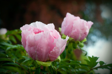 Blooming Chinese pink peony in the garden. Beautiful pink flowers.