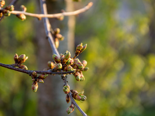 the first spring buds in sunrise, backlight picture early in the morning