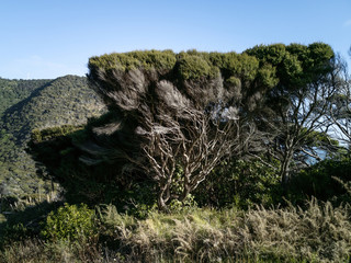 View of large manuka tree with exposed branches on hill side