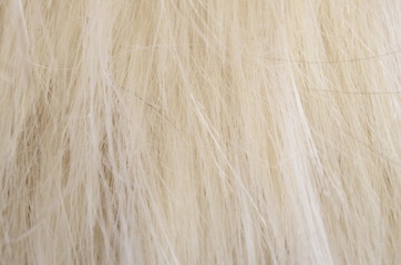 Hair background texture