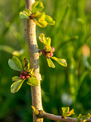 the first spring buds in sunrise, backlight picture early in the morning