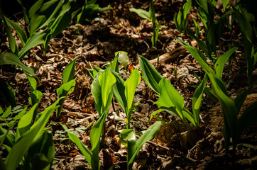 
green lilies of the valley