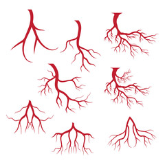 human veins, red blood vessels design and arteries Vector illustration isolated