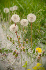 White fluffy dandelions, natural green blurred spring background, selective focus.