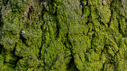 the bark of an old tree is overgrown with green moss.
