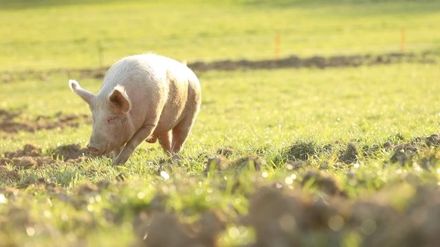 Free range domestic pigs eating on a meadow in an organic meat farm