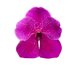 Tropical purple orchid flower bud isolated on white, beautiful fragility petal of elegant blossom...