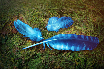 Bright feathers of the blue bird of happiness.