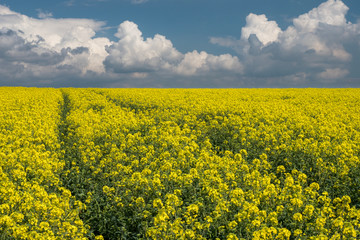 Rapeseed yellow field, polish landscape