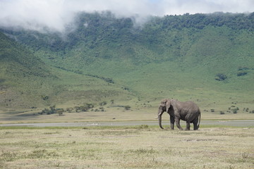 Fototapeta premium Elefant im Ngorongoro-Krater, Tansania