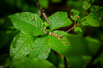 
green leaves on a tree in a park with a strange insect
