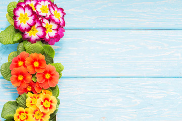 primroses are the first flowers that bloom in early spring, on a wooden background and a place for...