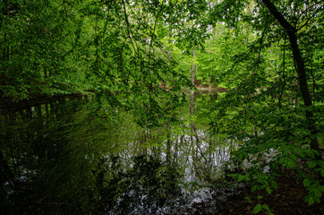 Fototapeta na wymiar lake in the middle of the park