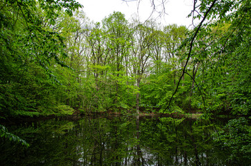 Fototapeta na wymiar lake in the middle of the park
