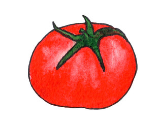 watercolor illustration of tomato, red vegetable on a white background