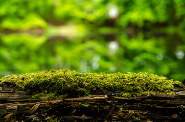 
tree overgrown with moss