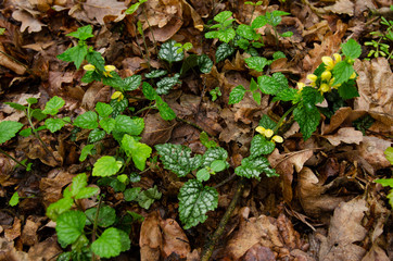 
green wet leaves in the forest litter