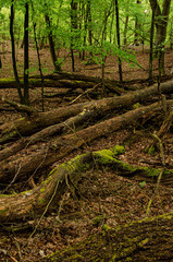 
old tree with moss vertically