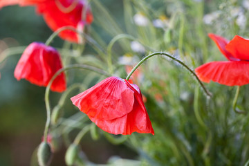 Red Poppy Flowers Close Up