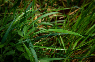 
green grass with dew