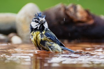 Blue tit (Parus caeruleus) bathes in water bird waterhole. Czechia. Europe.