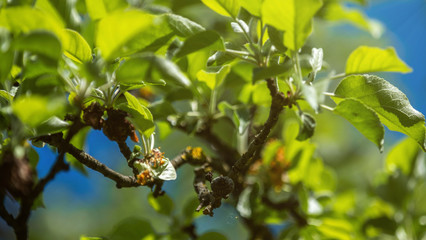 Wilted pear fruit on a branch on a sunny day