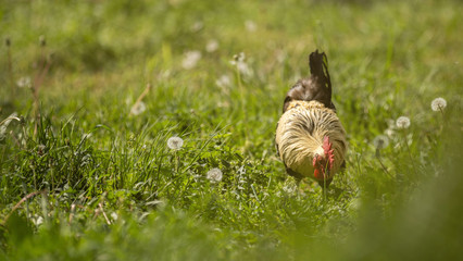 A black and white rooster walks through the mowed grass surrounded by dry dandelions