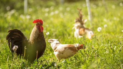 A large rooster stands in the tall grass on a sunny day. Hens in the background