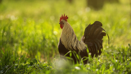 A black and white rooster walks through the mowed grass surrounded by dry dandelions