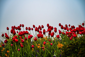 Fototapeta na wymiar red tulips in the mornig fog 