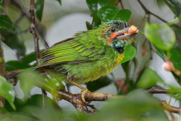 Black-eared Barbet - Psilopogon duvaucelii, beautiful colored barbet from Southeast Asian forests and woodlands, Mutiara Taman Negara, Malaysia.