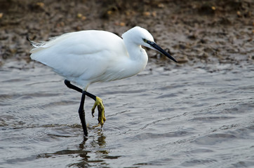 Little Egret walking on the shoreline