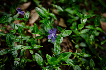 
purple-green moist flowers with leaves