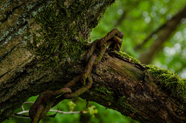 stary zardzewiały zwisający łańcuch na drzewie