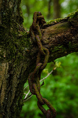 stary zardzewiały zwisający łańcuch na drzewie