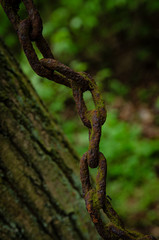stary zardzewiały zwisający łańcuch na drzewie