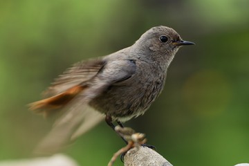The black redstart - Phoenicurus ochruros, female on stone at bird's watering hole, shakes feathers. Czechia. Europe.